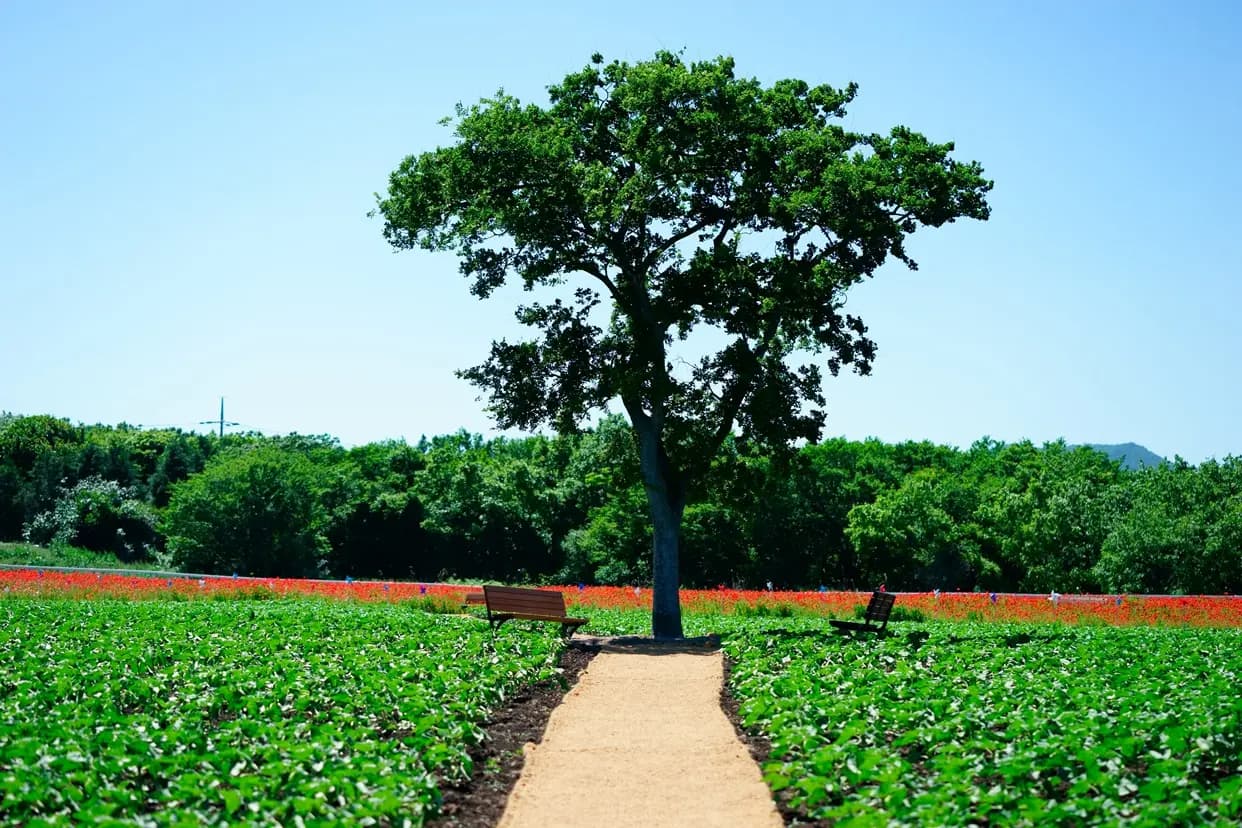 レッツランファームケシの花