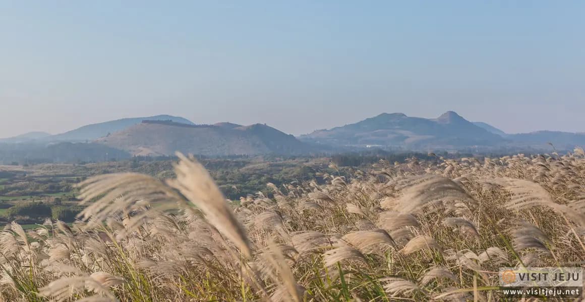 Beautiful autumn tourist spots: Pampas grass, autumn leaves, and a crisp Jeju breeze