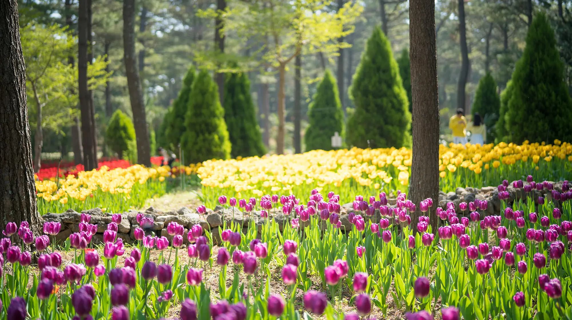 2019년 4월 놓치지 말아야 할 제주 관광 10선 <제주의 봄날, 꼬닥꼬닥 청춘은 걷는다>