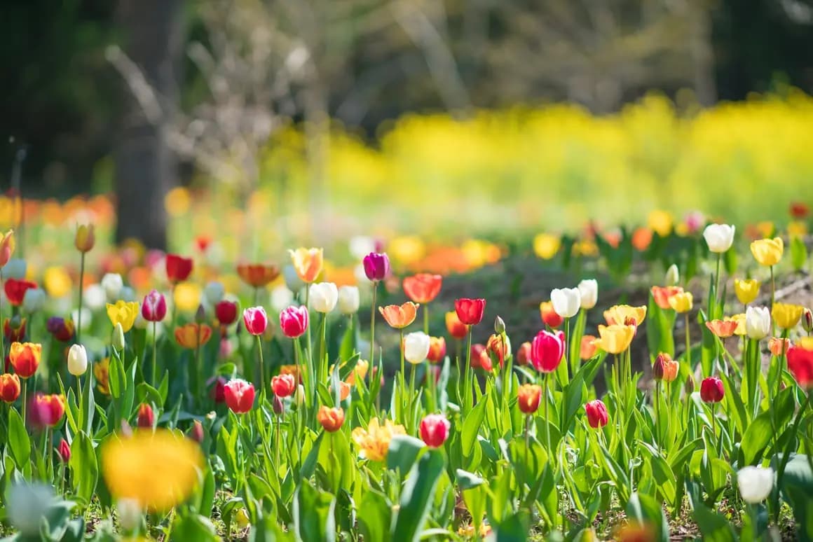 Hallim Park Tulip Festival
