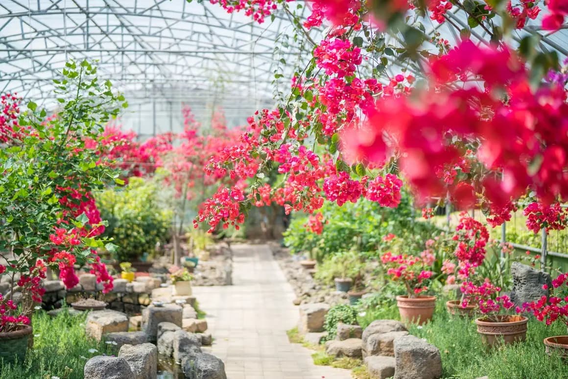 Hallim Park Bougainvillea Festival