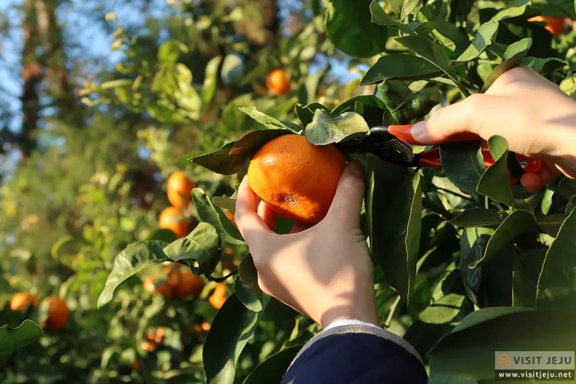 Mandarin Picking in Jeju