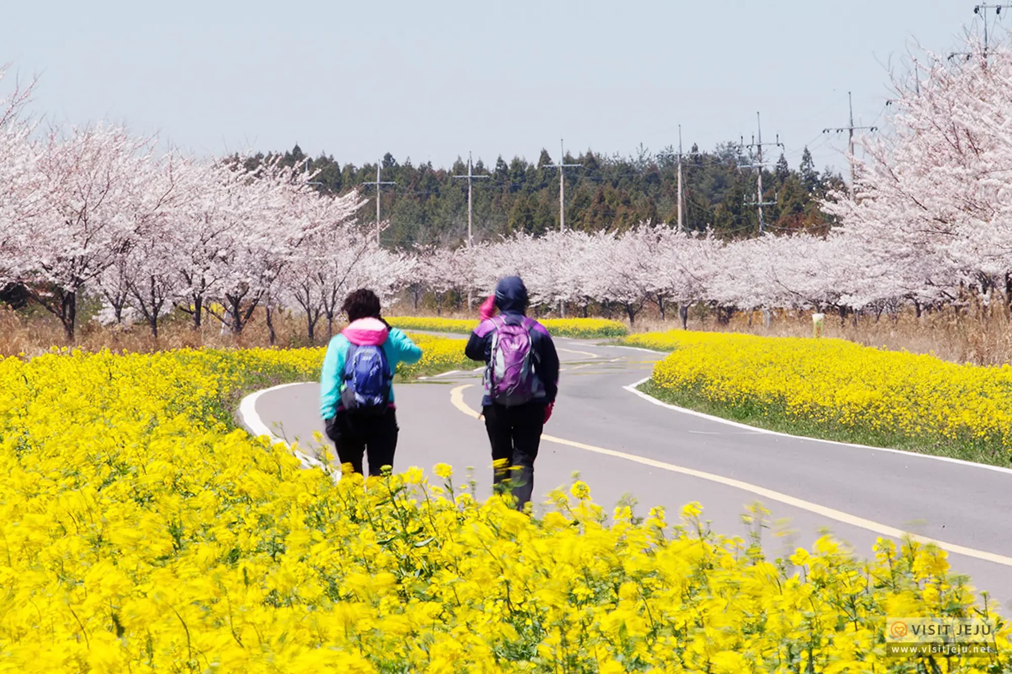 Beautiful places to see spring flowers in Jeju