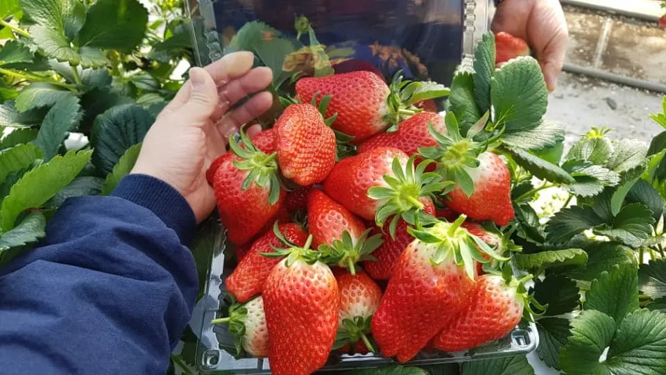 <Spring in Jeju Island> Strawberries experience & Olle Trail 