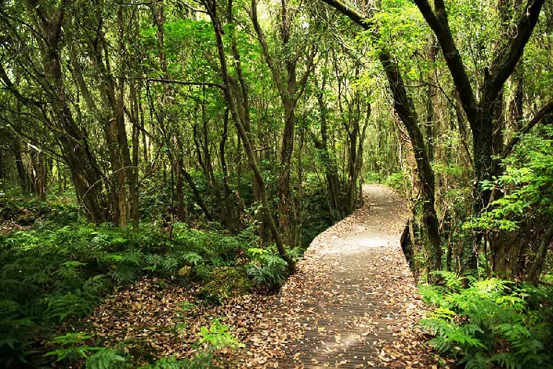 The Lungs of Jeju <Exploring Gotjawal Forest>