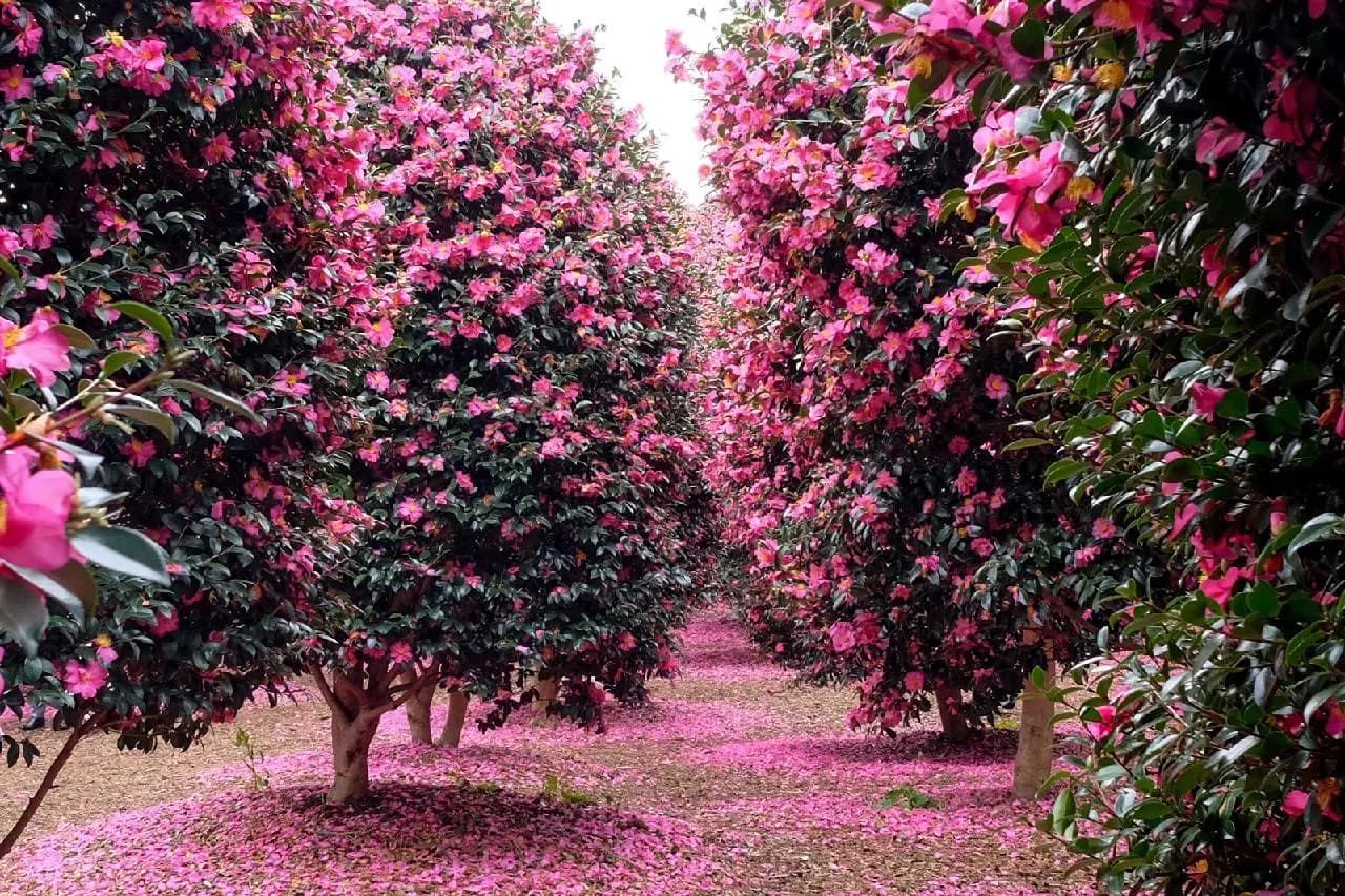 A Splash of Color on a Winter Day <Where to See Camellias on Jeju>