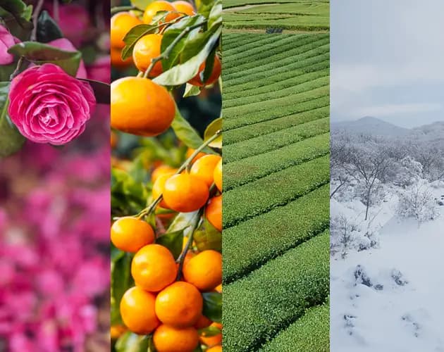 Where to Add Vibrant Color to Your <Winter Jeju Trip>