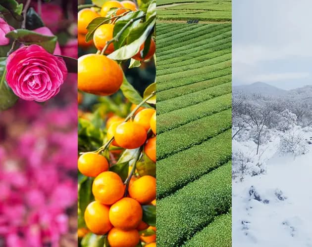 Jeju Island Winter Botanical Tour