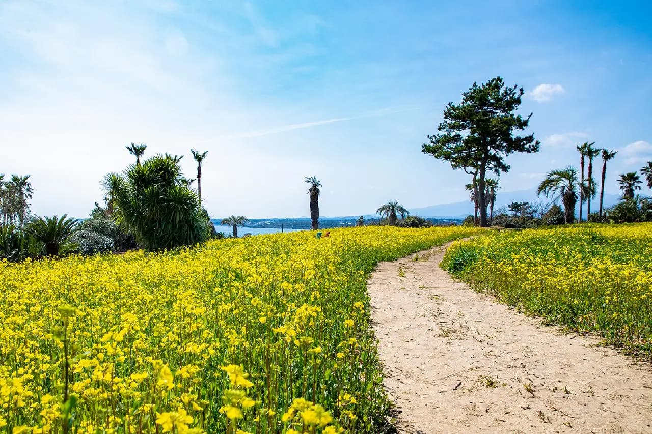 Four Jeju Hotels Perfect for Viewing Canola Flowers