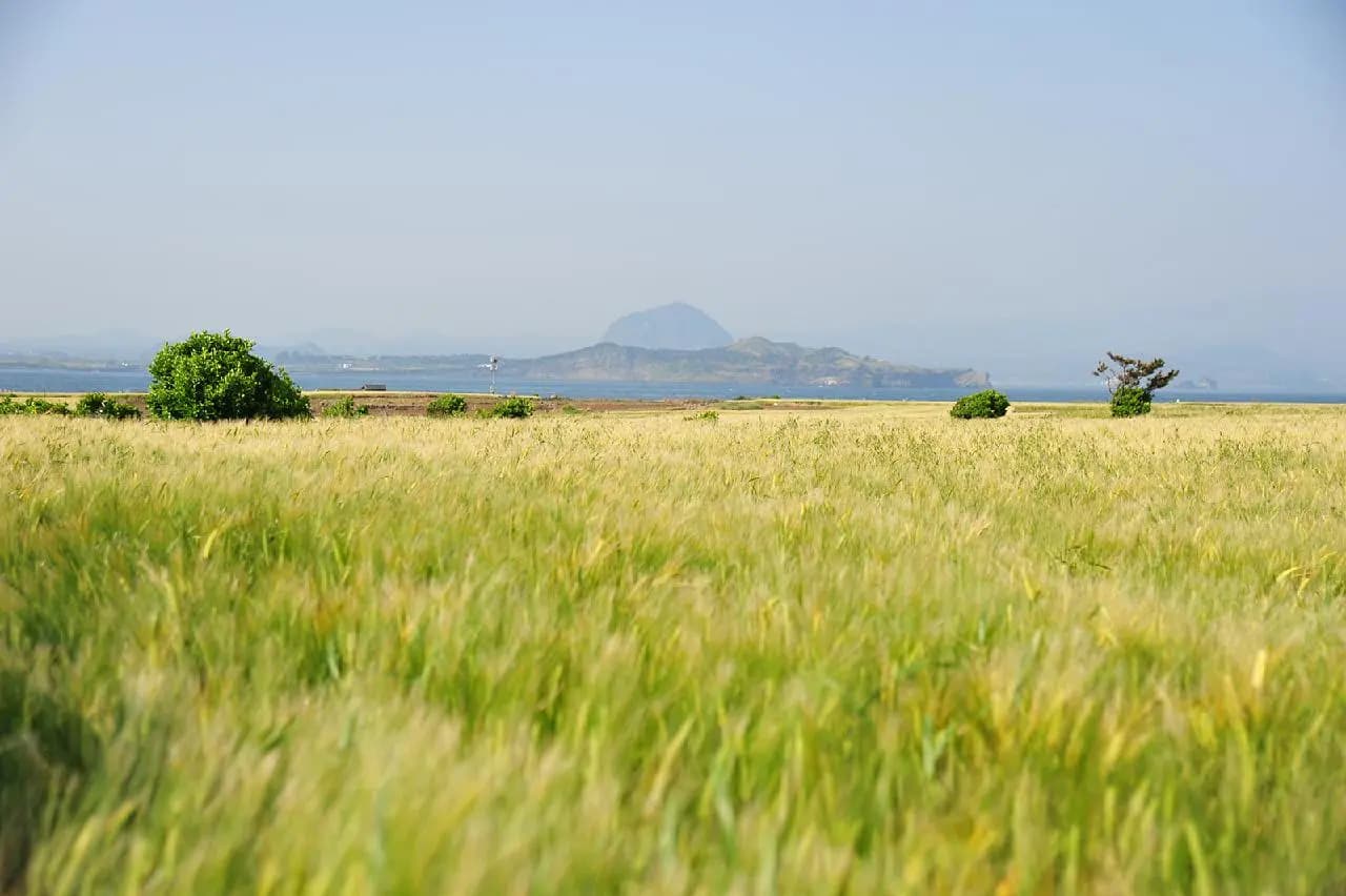 Top 4 Scenic Walking Trails in Jeju