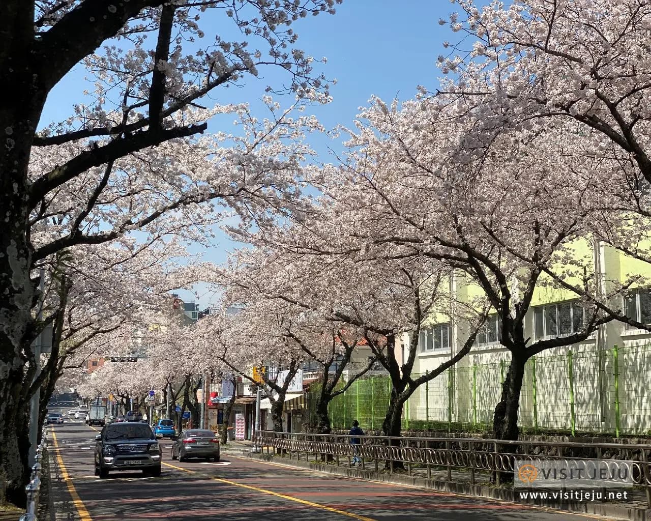 꽃길 따라 떠나는 봄날의 제주 ✿ <제주 봄꽃 여행 - 중문편>