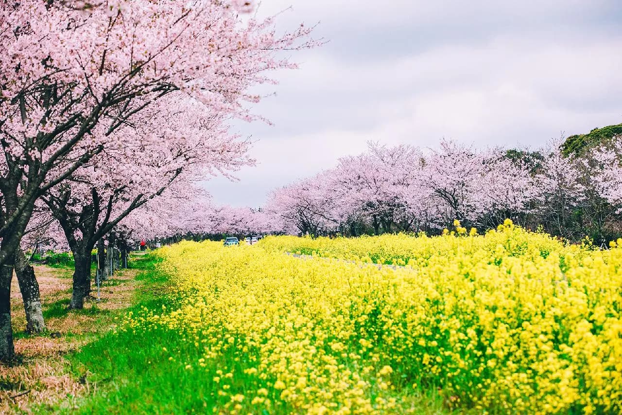 Experience Jeju’s Coast, Forest, and Hills through Running