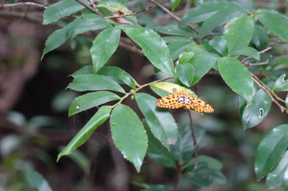 Sanyang Keuneonggot