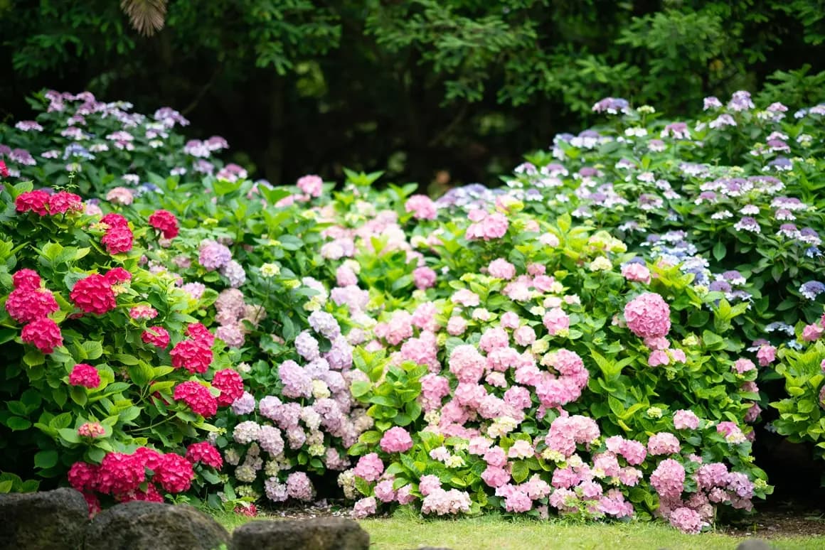 Hallim Park Hydrangea Festival