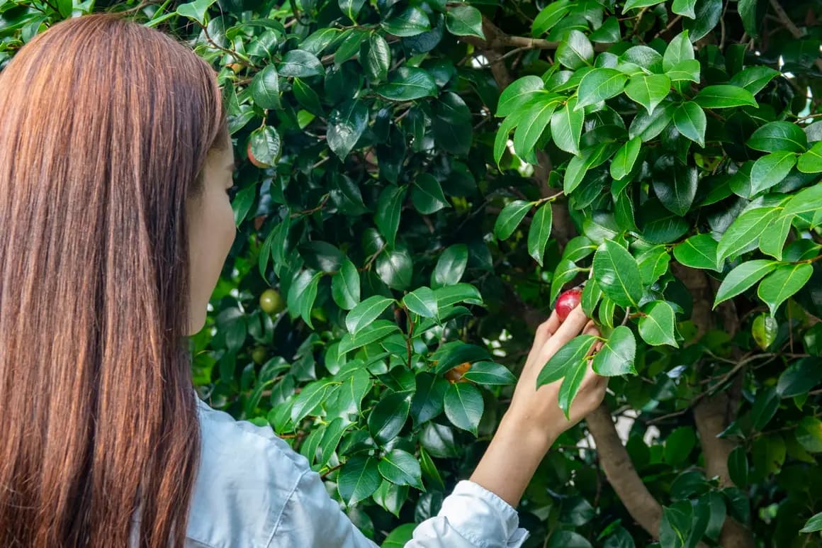 알고 보면 어렵지 않은 Vegan, Begin <제주 비건 여행>
