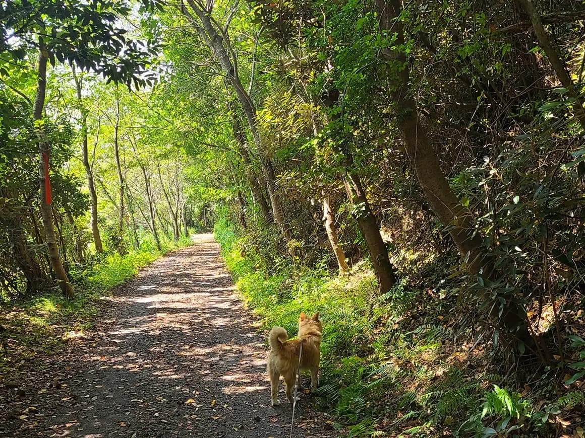 강아지와 함께 제주 마을 산책 - 종달리, <제주 마을 멍멍 투어> 