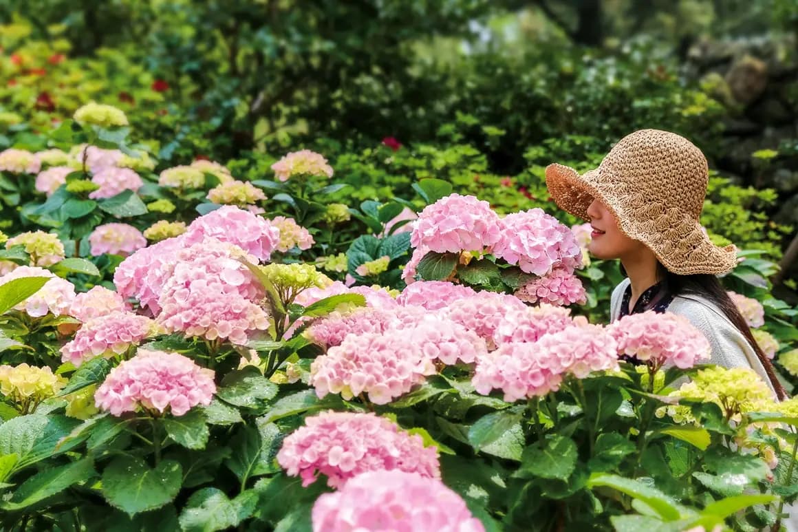 여름꽃 활짝 <제주여름 수국산책>