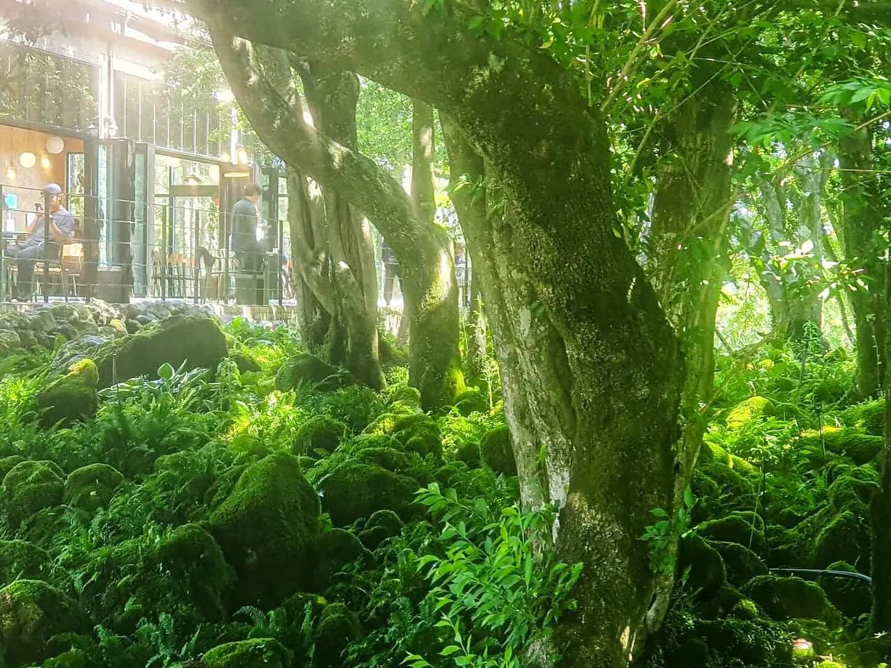 苔藓林召吉