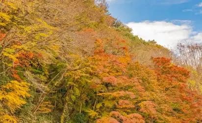 제주 가을, 온전히 느끼기 <한라산 둘레길에서 즐기는 가을>