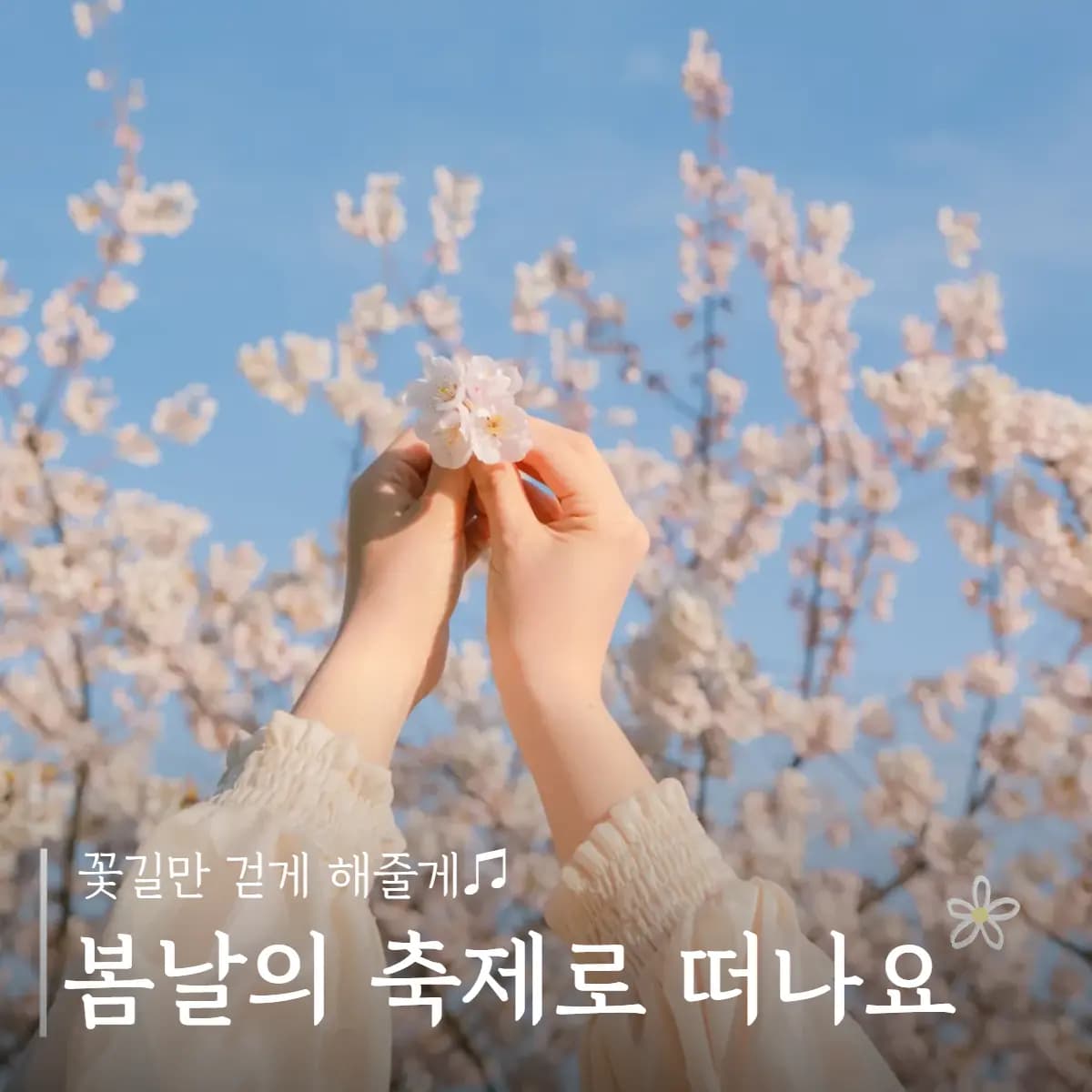 흔들리는 꽃들 속에서 즐기는 제주 <봄꽃 축제> 꽃길만 걷게 해줄게♫ 봄날의 축제로 떠나요