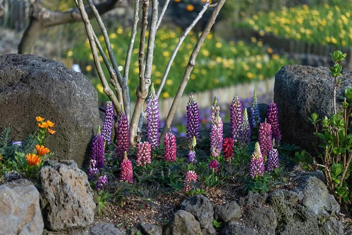 Manor Blanc Lupinus Flower Festival