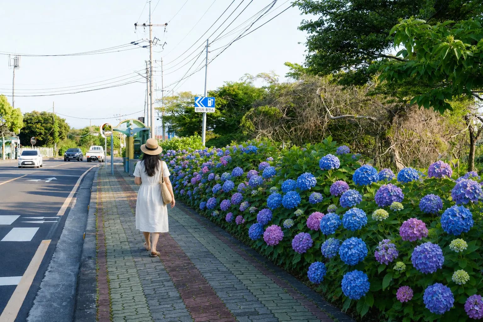 안덕면사무소 수국길 