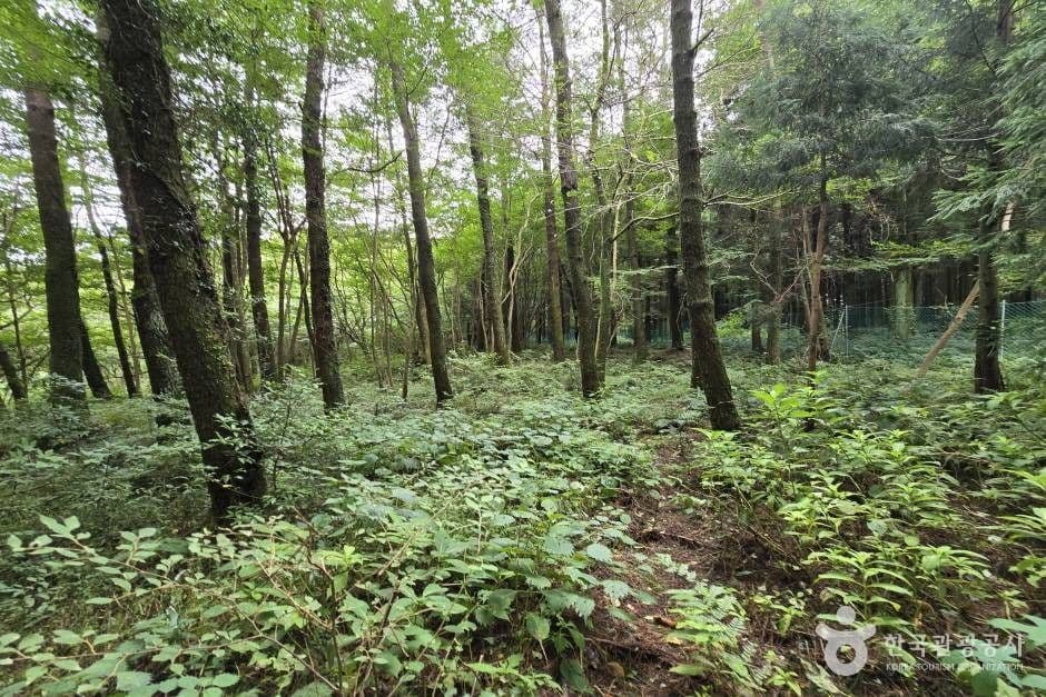 加门伊火山丘 (Gamun-i Oreum)