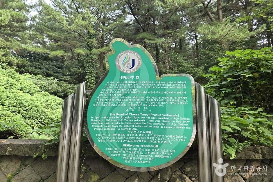 제주대 벚꽃길